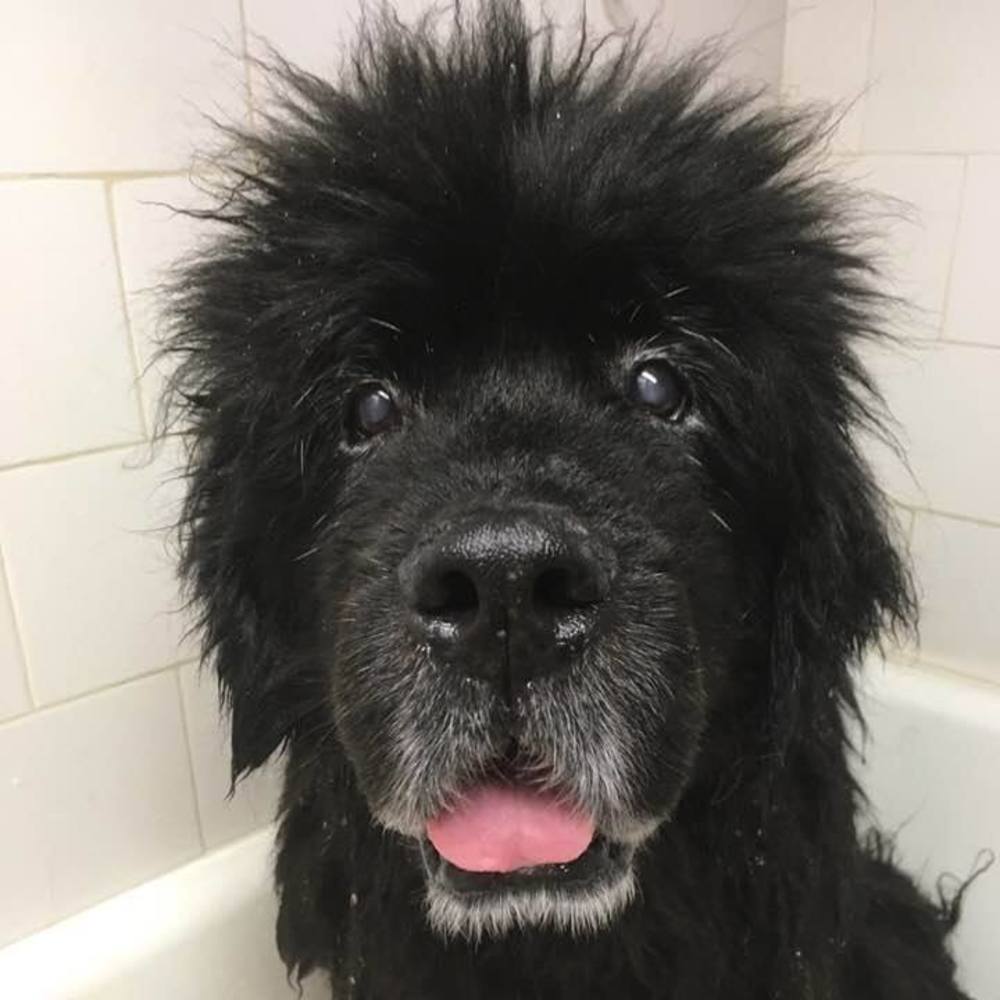 Meet your Posher, Kikuko